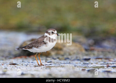 Semipalmated-Regenpfeifer (Charadrius Semipalmatus) am Strand, Curry Hängematte State Park, Florida, USA Stockfoto