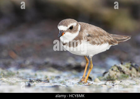 Semipalmated-Regenpfeifer (Charadrius Semipalmatus) am Strand, Curry Hängematte State Park, Florida, USA Stockfoto