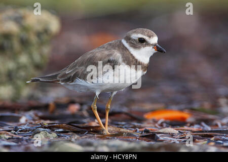 Semipalmated-Regenpfeifer (Charadrius Semipalmatus) am Strand, Curry Hängematte State Park, Florida, USA Stockfoto