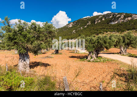 Olive Tree Obstgarten auf Mallorca Stockfoto