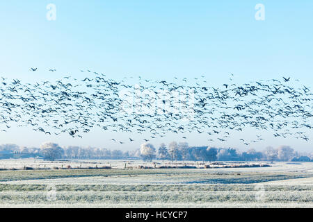 Herde von Weißwangengans fliegen über Frost bedeckt Landschaft im ländlichen Raum Stockfoto