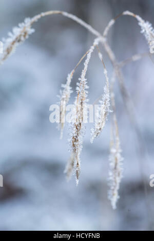 Frostigen Grass in den Highlands von Schottland. Stockfoto