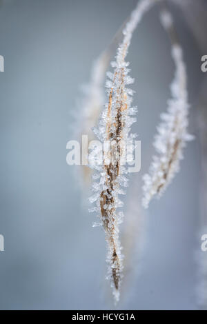 Frostigen Grass in den Highlands von Schottland. Stockfoto