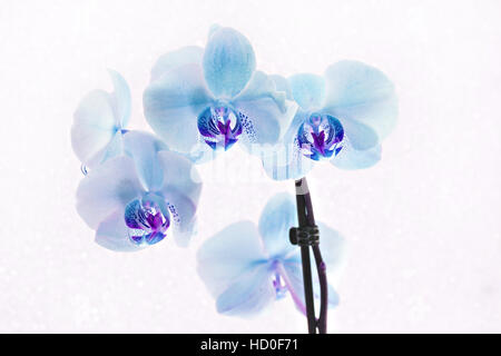 Bouquet von blaue Orchideen Phalaenopsis auf weißem Hintergrund. Stockfoto