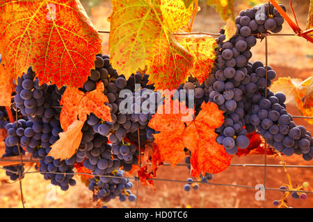Fallen Wein Bounty Stockfoto