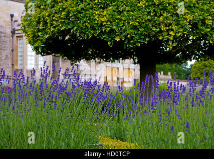 Lavendel in The Rose Parterre Grimsthorpe Schloß in Lincolnshire England UK nach Hause von der Familie De Eresby seit 1516 Stockfoto