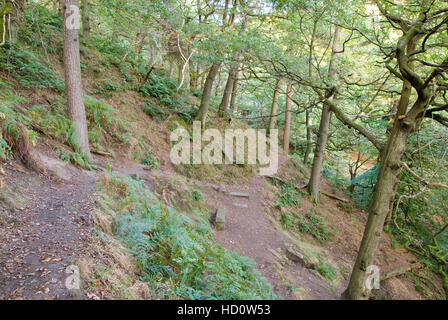 Weg durch den Wald auf den steilen Hang Padley Schlucht, einem Tal auf der Longshaw Estate, Peak District, Derbyshire, UK Stockfoto