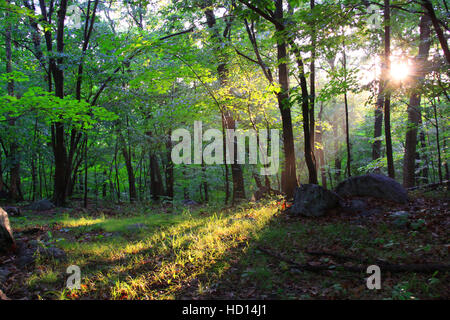 Sonne durch die Bäume im Sommer Wald. Stockfoto