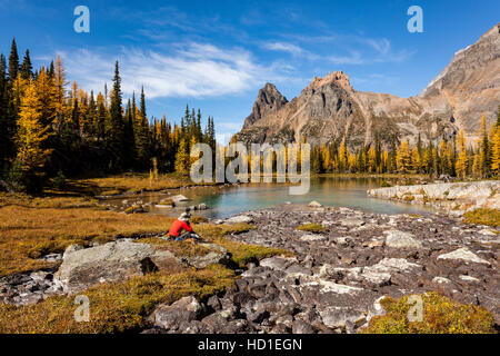 Goldene Alpine Lärche (Larix Lyallii) zeigt ihre Herbstfarben am Lake O'Hara im Yoho Nationalpark, Britisch-Kolumbien Kanada. Stockfoto