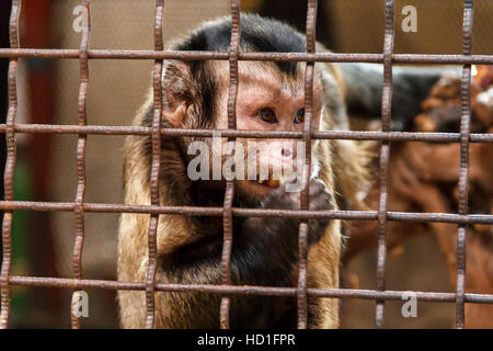 Einsamen traurigen Affen im Zoo Käfig Stockfoto