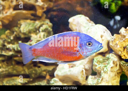 Foto von Fisch Haplochromis Kadango im aquarium Stockfoto