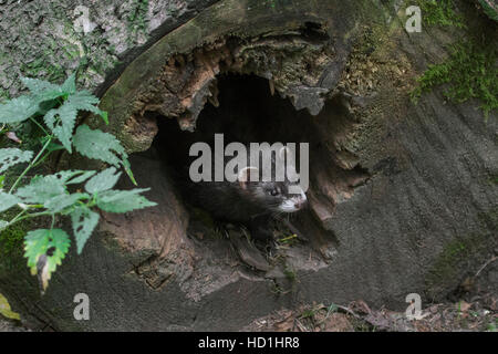 Europäischer Iltis (Mustela Putorius) am Eingang des Nest in hohlen Baumstamm im Wald Stockfoto