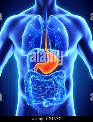 Anatomie der menschlichen Magen Stockfoto