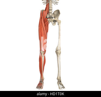 Beine Muskeln Anatomie Stockfoto