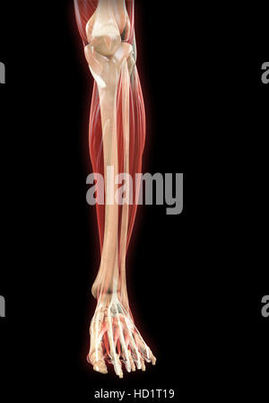 Unteren Beine Muskeln Anatomie Stockfoto