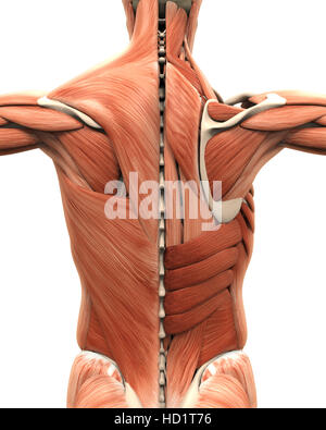 Muskuläre Anatomie des Rückens Stockfoto