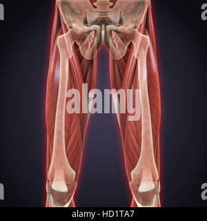 Oberschenkel Muskeln Anatomie Stockfoto