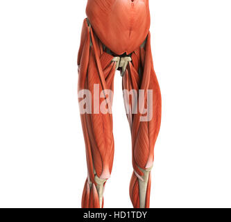 Oberschenkel Muskeln Anatomie Stockfoto