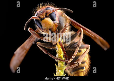 Makroaufnahme der Hornet oder gelbe Jacke. Stockfoto