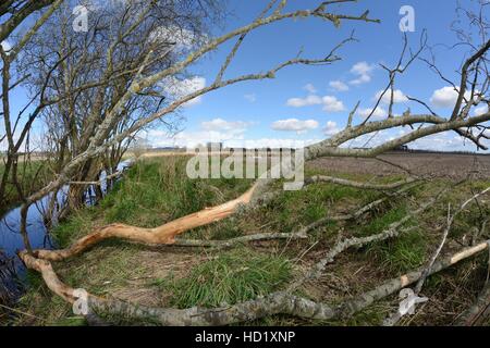 Weide (Salix Sp.) gefällt und nagte von Eurasische Biber (Castor Fiber) liegen in einem Entwässerungsgraben, Tayside, Schottland. Stockfoto