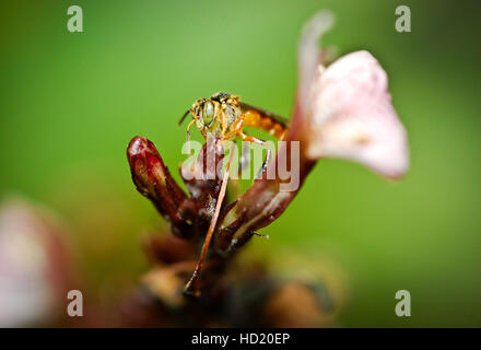 Tetragonisca Angustula Makro-Fotografie auf einer Blume Stockfoto