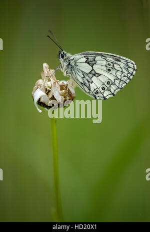 Schachbrettfalter Stockfoto