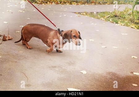 Dackel Spaziergänge im Park an der Leine Stockfoto