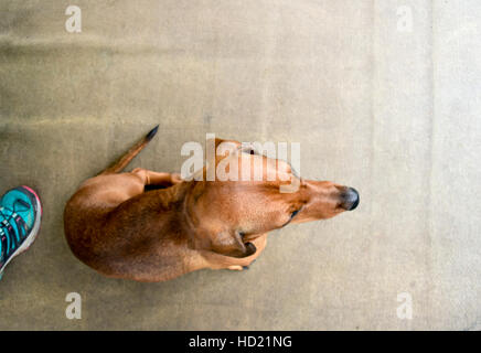 Dackel sitzt auf dem Boden Stockfoto