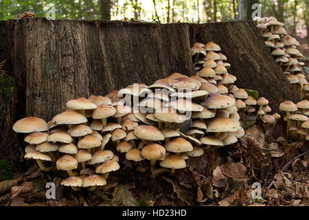 Grünblättriger Schwefelkopf, Wächst ein Totholz, ein Baumstubben, Grünblättriger Fasciculare, Nematoloma Fasciculare, Schwefel Büschel, Schwefel Büschel, gruppierten wo Stockfoto