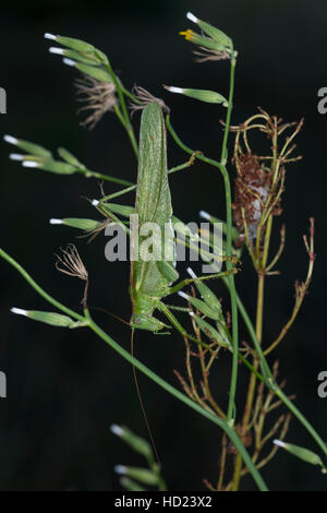 Grünes Heupferd, Weibchen Mit Langem Legebohrer, Großes Heupferd, Grüne Laubheuschrecke, Großes Grünes Heupferd Tettigonia Viridissima, große grüne B Stockfoto