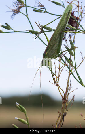 Grünes Heupferd, Weibchen Mit Langem Legebohrer, Großes Heupferd, Grüne Laubheuschrecke, Großes Grünes Heupferd Tettigonia Viridissima, große grüne B Stockfoto