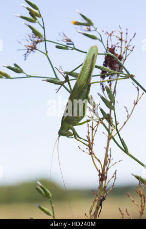 Grünes Heupferd, Weibchen Mit Langem Legebohrer, Großes Heupferd, Grüne Laubheuschrecke, Großes Grünes Heupferd Tettigonia Viridissima, große grüne B Stockfoto