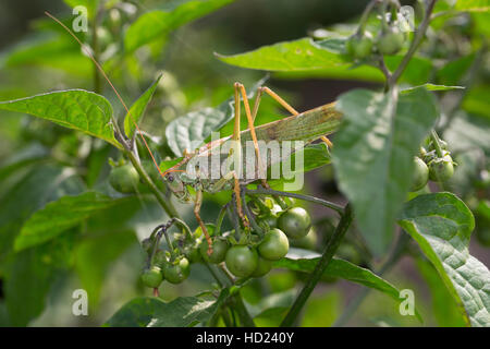 Grünes Heupferd, Männchen, Großes Heupferd, Großes Grünes Heupferd, Grüne Laubheuschrecke Tettigonia Viridissima, große Green Bush-Cricket, Green-Bus Stockfoto