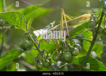 Grünes Heupferd, Männchen, Großes Heupferd, Großes Grünes Heupferd, Grüne Laubheuschrecke Tettigonia Viridissima, große Green Bush-Cricket, Green-Bus Stockfoto