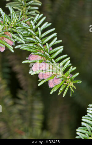 Spanische Tanne, Pinsapo-Tanne, Andalusische Tanne, Abies Pinsapo, spanische Tanne, Igel Fir Stockfoto