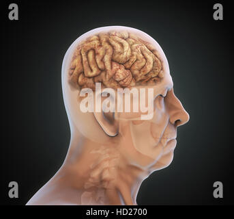 Ältere männliche Gehirn-Anatomie Stockfoto