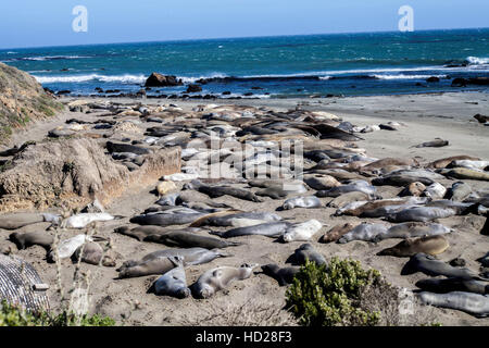 See-Elefanten in Piedras Blancas Elephant Seal View Point in der Nähe von San Simeon entlang der Küste von Big Sur, Kalifornien Stockfoto