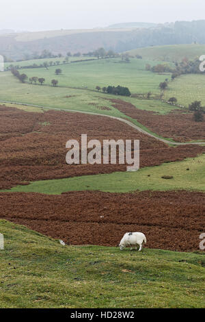 Blick vom Evangelium Pass Road Bwlch yr Efengyl - die höchste asphaltierte Straße in Wales Stockfoto