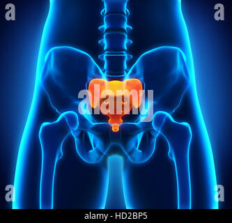 Kreuzbein Knochen Anatomie Stockfoto