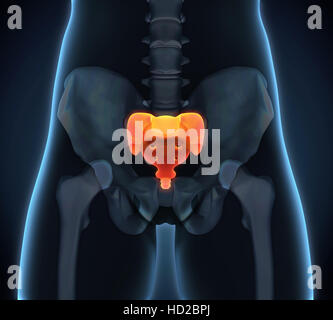 Kreuzbein Knochen Anatomie Stockfoto