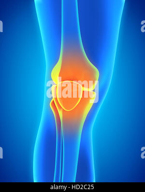 Anatomie der menschlichen Knie Stockfoto