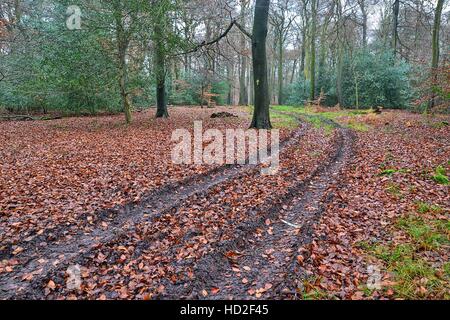 Spuren durch die Wälder Szene an Bradenham, Buckinghamshire, im Winter. Großbritannien Stockfoto