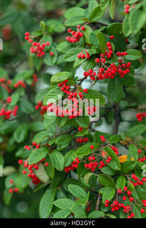 Zwergmispel Franchetii rote Beere Beeren im Herbst Closeup