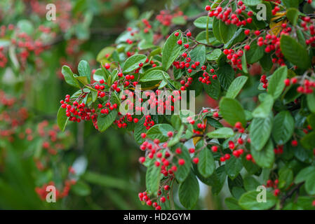 Zwergmispel Franchetii rote Beere Beeren im Herbst Closeup