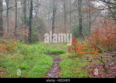 Woodland Szene an Bradenham, Buckinghamshire, im Winter. Großbritannien Stockfoto