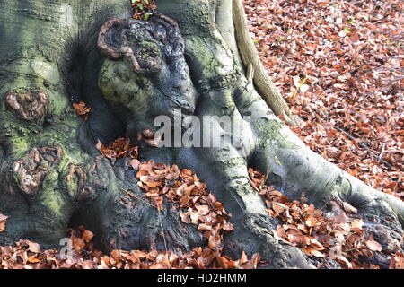 Baumwurzeln im Herbst, an Bradenham, Buckinghamshire, Chilterns, Großbritannien Stockfoto