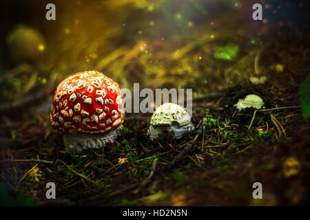 Giftige Pilze Nahaufnahme wie in einem Märchen Stockfoto