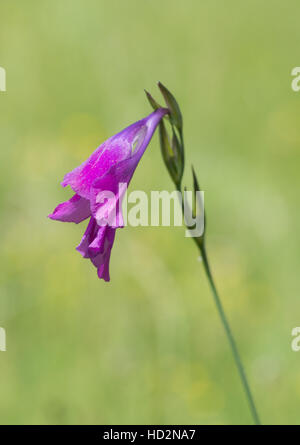 Nahaufnahme von wildem Gladiolus (Gladiolus illyricus) Blume in Wiese in Griechenland Stockfoto