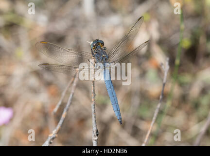 Männlichen südlichen Abstreicheisen Libelle (Orthetrum Brunneum) in Griechenland Stockfoto