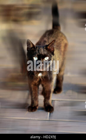 Schöne schwarze Katze fotografiert in Nahaufnahme Stockfoto